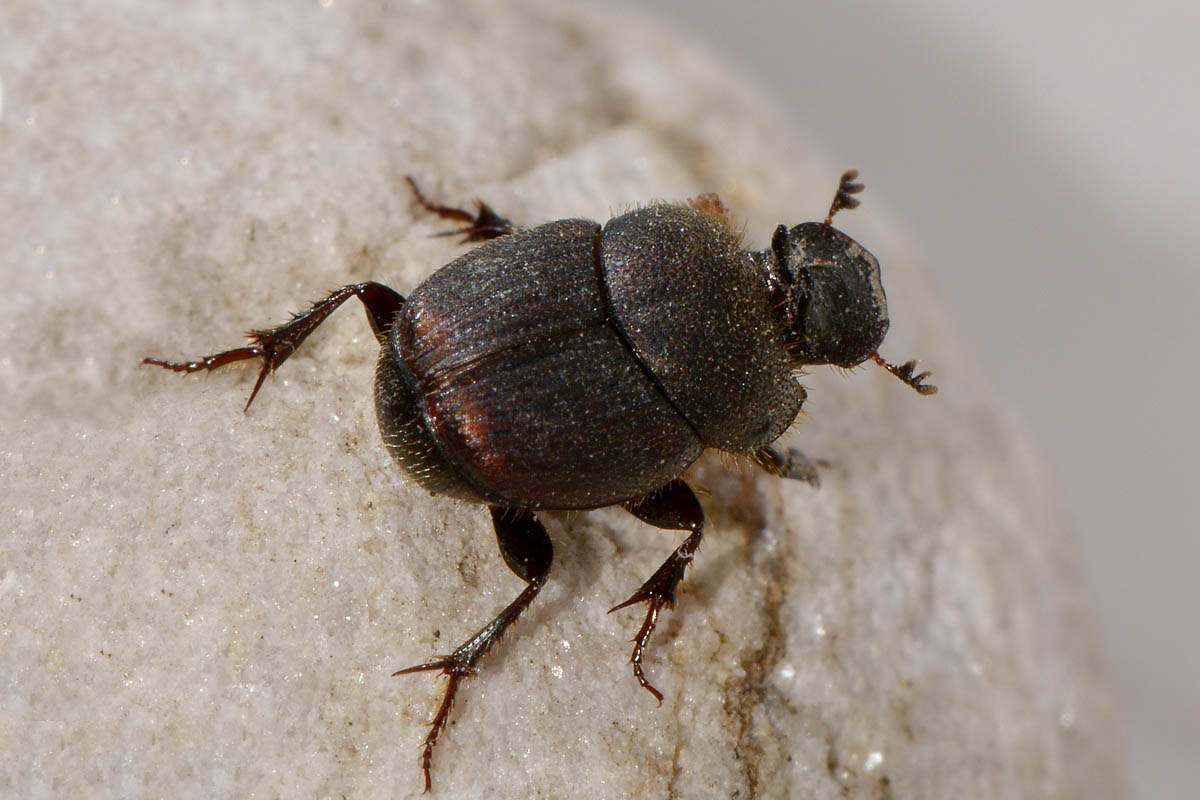 Onthophagus furcatus, Scarabaeidae